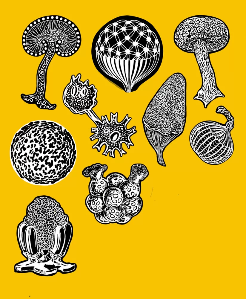 black and white drawing of ernst haeckel organisms