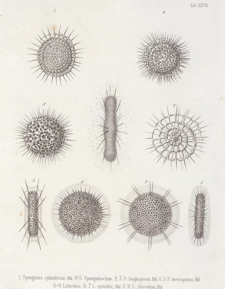 image of ernst haeckel pencil drawings
